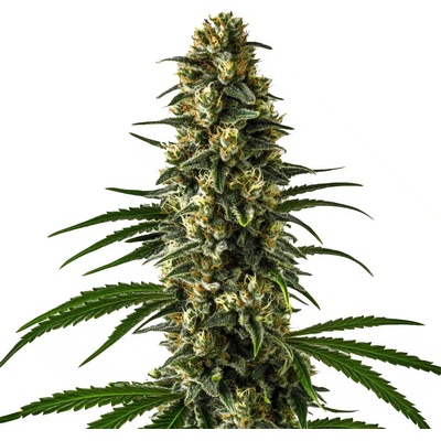 Blimburn Seeds Girl Scout Cookies semienka neobsahujú THC 3 ks
