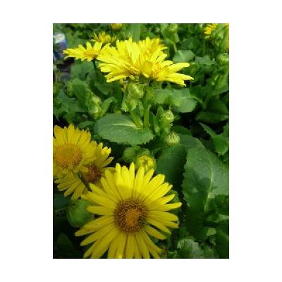 Doronicum orientale Leonardo Compact (kamzičník východní)