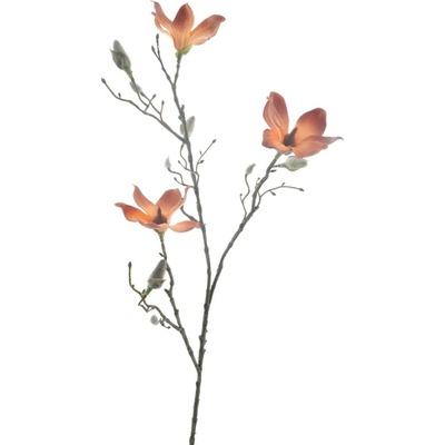 Magnolie spray 'Vidar' oranžová V86 cm