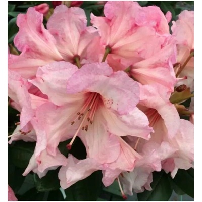 Rhododendron (T) 'Virginia Richard' 030-040 C5L