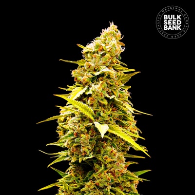 Bulk Seed Bank Banana Monkey semienka neobsahujú THC 100 ks