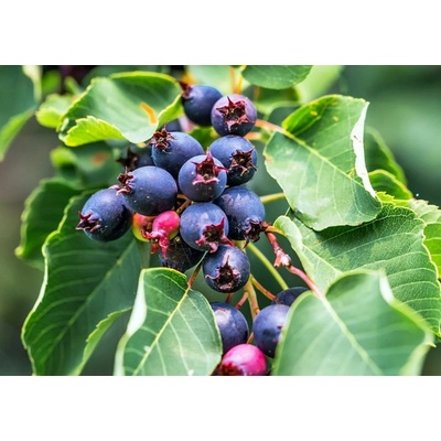 Muchovník jelšolistý Saskatoon Berry, výška 20-40 cm, kvetináč 21 cm