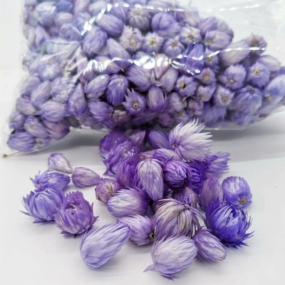 Capblumen - Kapská slaměnka 100 gramů - fialová světlá - SU0091