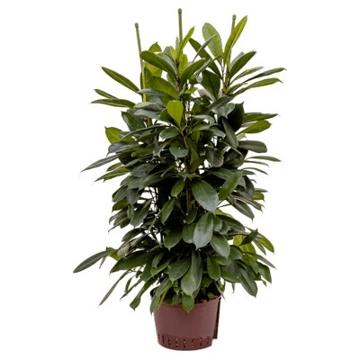 Fikus - Ficus cyathistipula 6pp 28/19 výška 110 cm