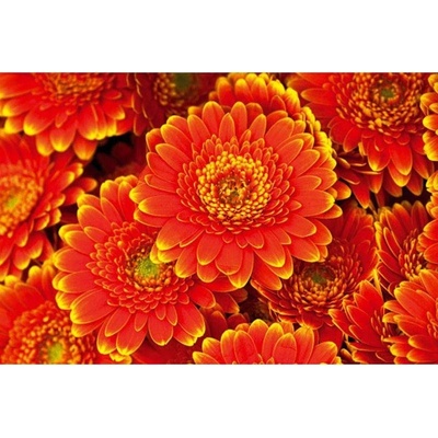 Dimex XL-523 vliesová fototapeta na zeď Gerbera rozměry 330 x 220 cm
