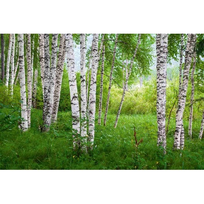 DIMEX ART Флизелинов фототапет брезова горичка iv. 375 x 250 см