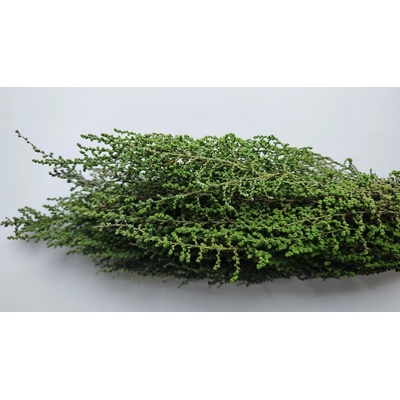 Stabilizovaná rástlina Stoebe – farba zelená