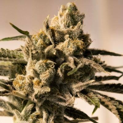 High Speed Buds Cherry Pie Fast semena neobsahují THC 3 ks