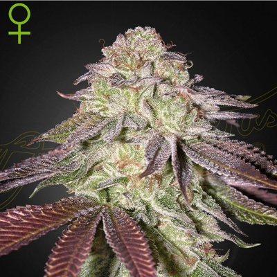 GREEN HOUSE SEEDS SUGARLATO semena neobsahují THC 3 ks