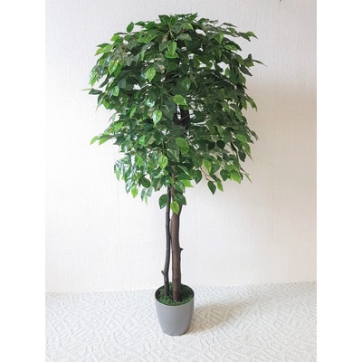 Fikus Benjamin 200 cm
