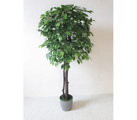 Fikus Benjamin 180 cm