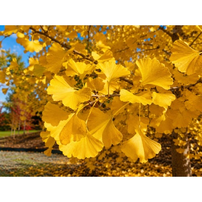 Ginko dvojlaločné Fastigiata, výška 40-60 cm, kvetináč 2 l