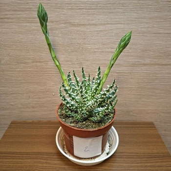 Aloe Humilis Shark 2 - Heureka.cz