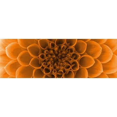 Dimex M-496 vliesová fototapeta na zeď Orange dahlia rozměry 330 x 110 cm
