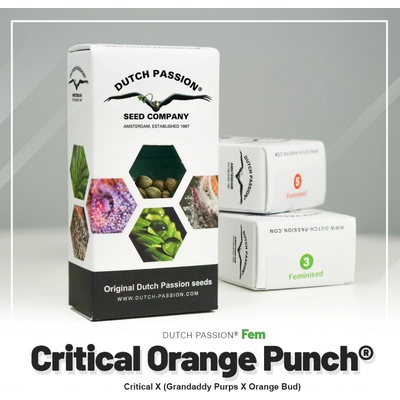 Dutch Passion Critical Orange Punch semienka neobsahujú THC 100 ks