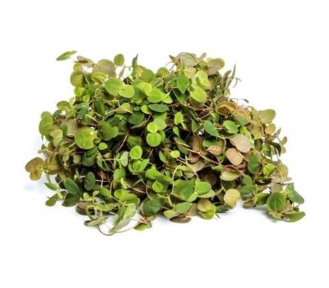 Phyllanthus fluitans