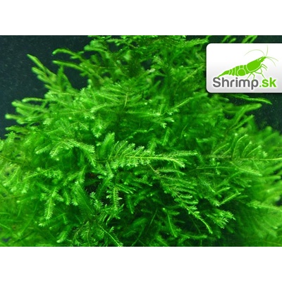 Peacock Moss - Taxiphyllum spec. 100 ml