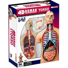 4D Master Deluxe Torzo Model 38 cm Anatomie člověka