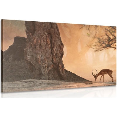 Obraz africká antilopa - 120x80