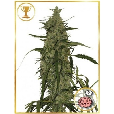 Mr. Hide Seeds Mr. Amnesia Mass semienka neobsahujú THC 100 ks