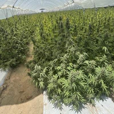 Trilogene Seeds EZ Bake Auto semienka neobsahujú THC 5 ks