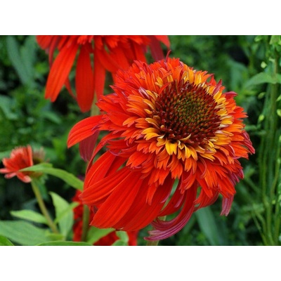 Echinacea purpurová Hot Papaya