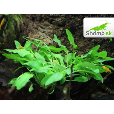 Kryptokoryna Green crisped leaf