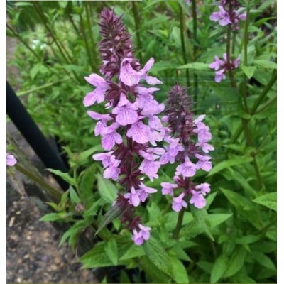 Семена от Блатен чистец 1 гр (202960)