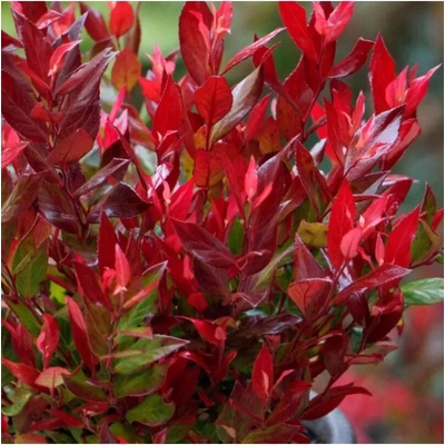 Leucothoe fontan. 'Little Flames' ® 20-30 VKR3L