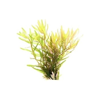 Dennerle Plant Elixir Basic 250 ml