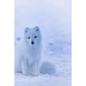 Arctic Fox: The Arctic Fox Has a Round Body Shape, Short Nose and Legs, and Short, Fluffy Ears | Planners and Journals (ISBN: 9781796321661)
