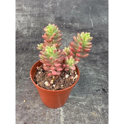 Sedum Rubrotinctum Aurora 8 cm (Rozchodník, prasečí ocásek)