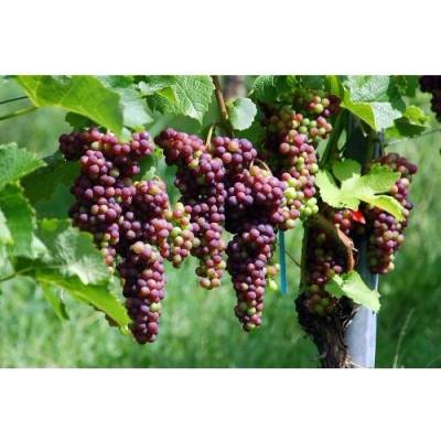 Vinič hroznorodý (Vitis vinifera) ‘SOUVIGNIER GRIS’– výška 70-90 cm, kont. C3L