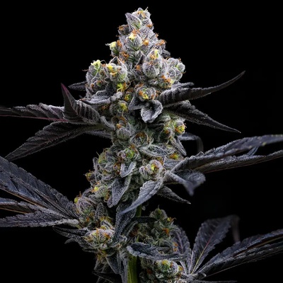 Barney´s FarmGarlic Cookies semena neobsahují THC 3 ks
