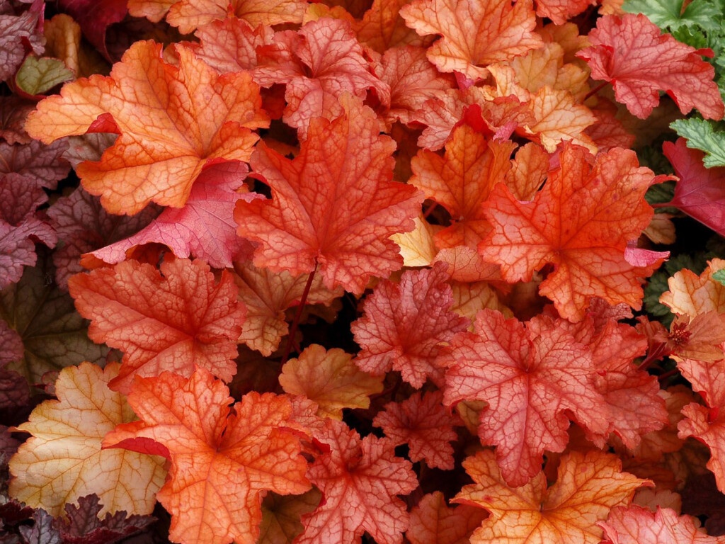 Heuchera Paprika