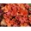 Heuchera Paprika