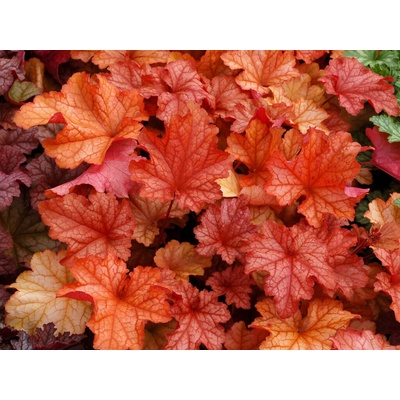 Heuchera Paprika