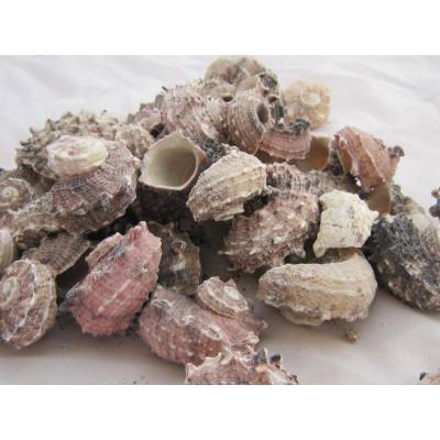 Dijk Natural Collection Mušle Delphinula laciniata 100 g