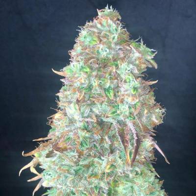 Pure Instinto Shiskaberry semena neobsahují THC 3 ks