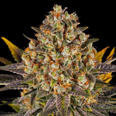 Barney's Farm Banana Punch semienka neobsahujú THC 10 ks