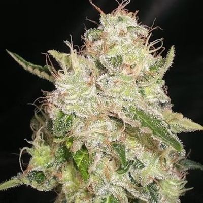 Cream Of The Crop White Chronic semena neobsahují THC 3 ks