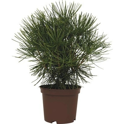 Dáždnikovec praslenovitý FloraSelf Sciadopitys verticillata 20-30 cm kvetináč 3
