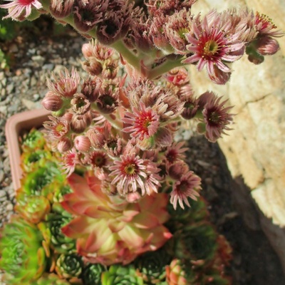 Netřesk střešní - Sempervivum tectorum - semena netřesku - 30 ks