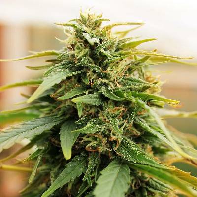 Doctor's Choice Deepforest Super AUTO semena neobsahují THC 10 ks
