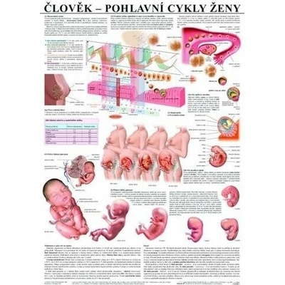 Schéma - pohlavné cykly ženy - CZ - 67x96 cm
