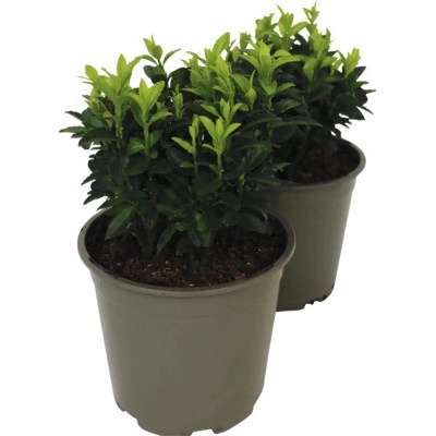 Bršlen japonský zelený FloraSelf Euonymus japonicus 'Green Spire' kvetináč Ø 13 cm