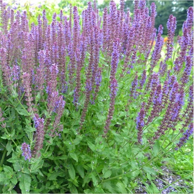 Šalvěj hajní Blue Queen - Salvia nemorosa - semena - 20 ks