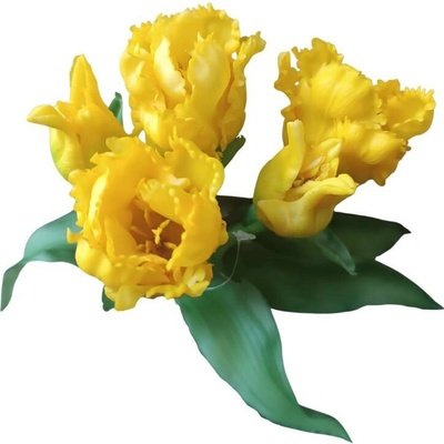 Umělá kytice Tulipány 5 ks, střapaté, více barev Barva: Žlutá OD_REN2020/ZLU