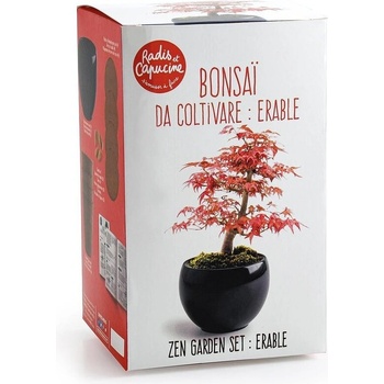 Radis et Capucine Бонзай Червен клен в черна саксия - комплект за отглеждане (41548)