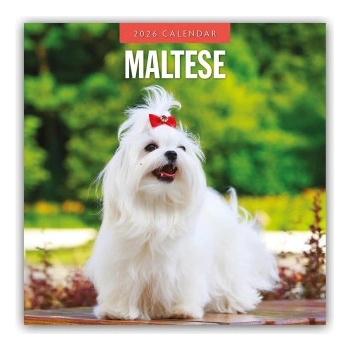 Browntrout Verlags GmbH Maltese - Malteser 2026 - 16-Monatskalender